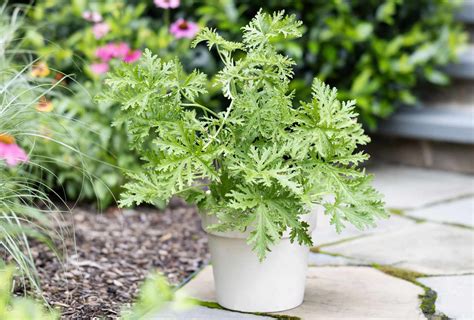 How to Grow and Care For Citronella Plant .